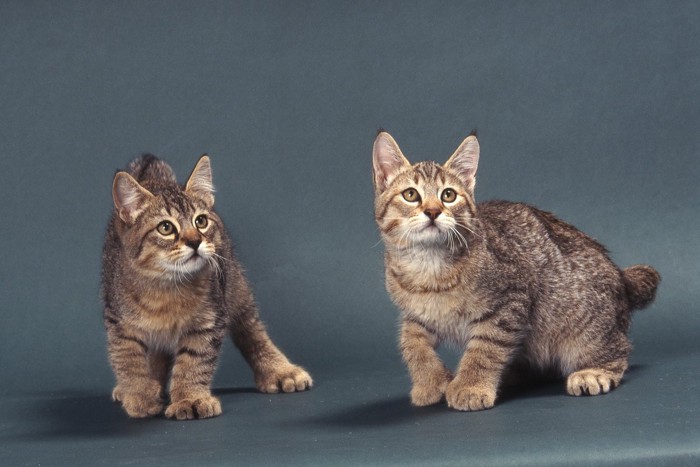 多指症のピクシーボブ