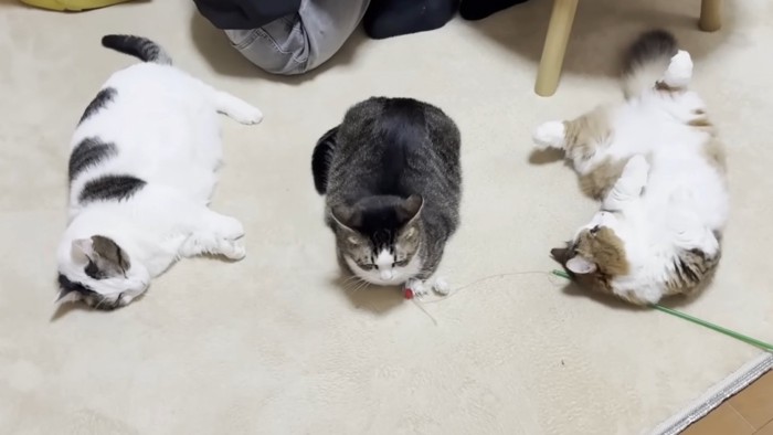 等間隔に並んでいる3匹の猫（上から見た写真）