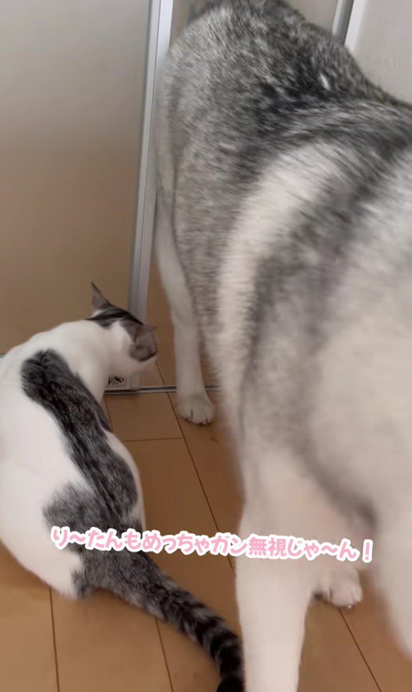 部屋へ入ってくるハスキー犬と猫
