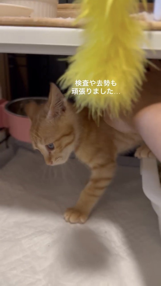 ケージの中にいる子猫