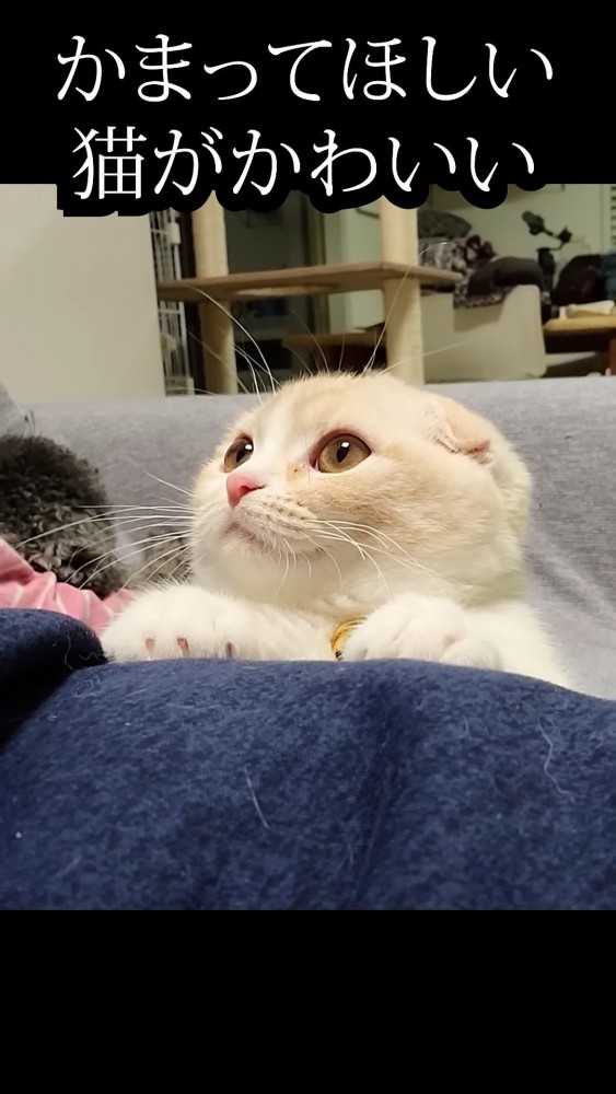 飼い主の脚に手を置く猫