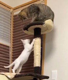 キャットタワーの支柱に前足をかける子猫と、頂上から子猫を見下ろす姉猫