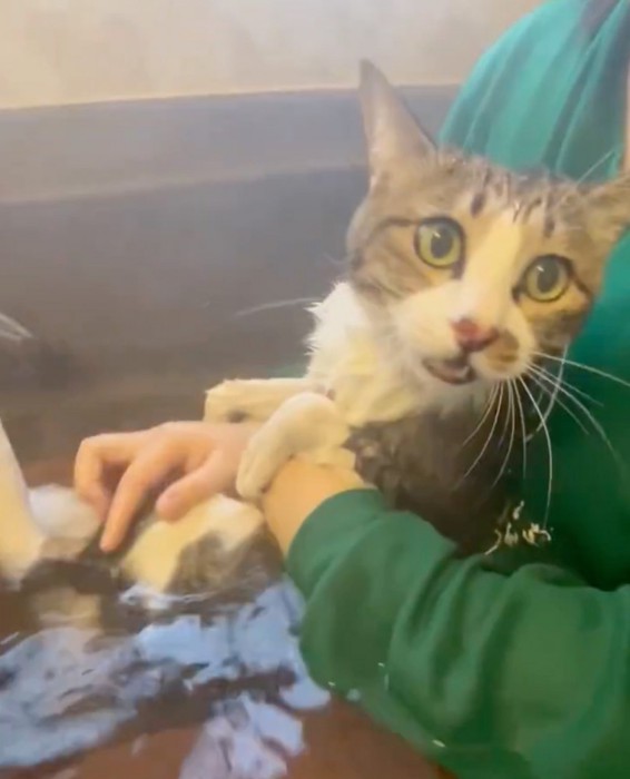 お風呂に入る猫