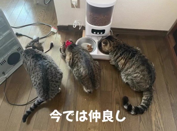 3匹のキジトラ猫