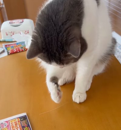 曲げた右前足を見る猫