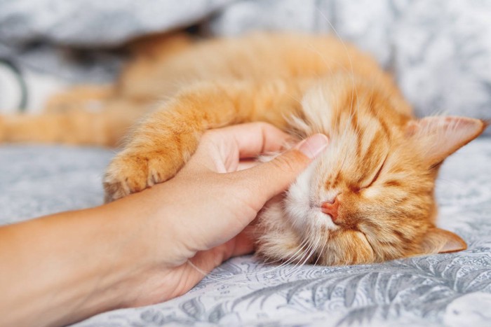顎の下を撫でられている猫