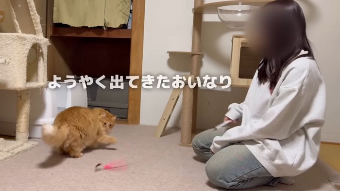 猫じゃらしで遊ぶ猫