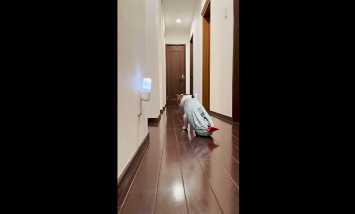 エースくんの後ろ姿