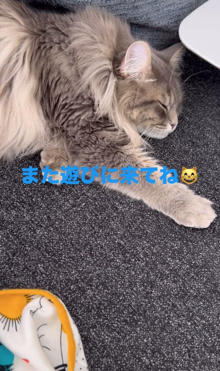 ソファの上で眠る猫