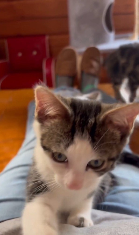 ハチワレ猫のアップ