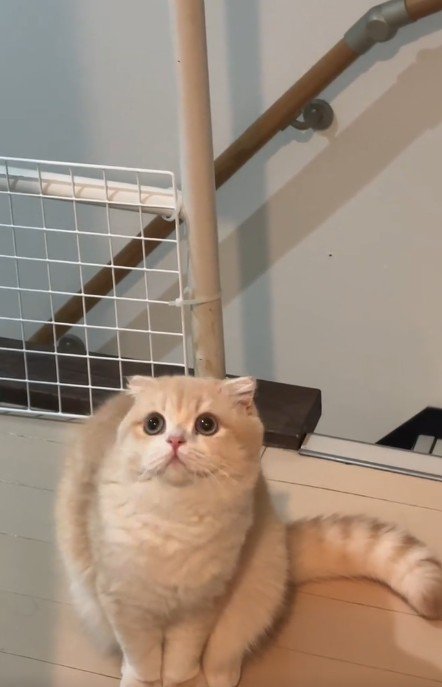 座っている猫