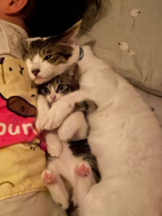 ぐっすり眠る4歳児に寄り添う猫2匹2