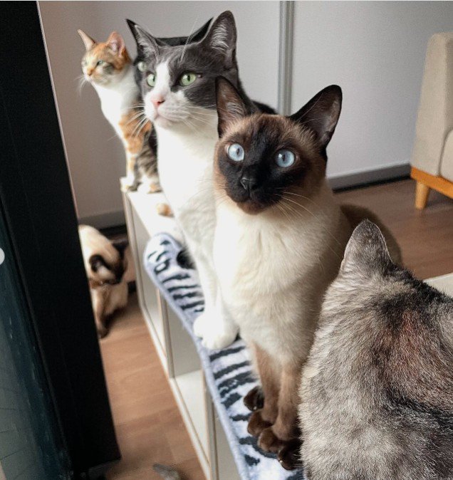 窓際にいる8匹の猫