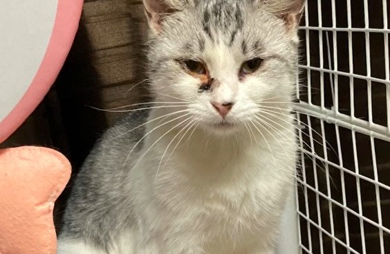 ケージ内に座る猫