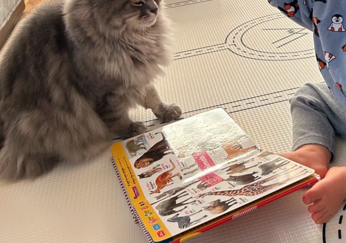 図鑑の息子さんを見守る猫