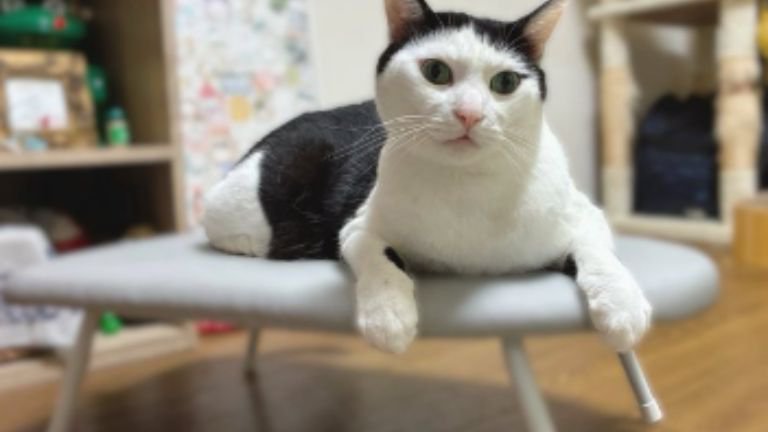 アイロン台にいる猫