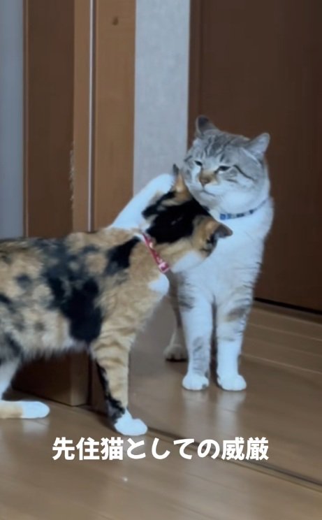 シャムトラに猫パンチしようとする三毛猫