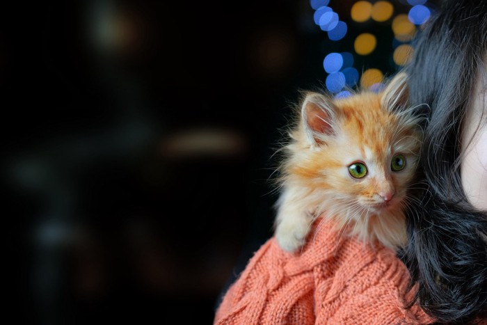 女性の肩に乗る子猫