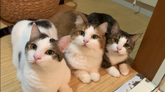 こちらを見上げる親子