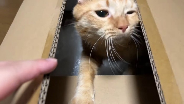 つな「やっほー」