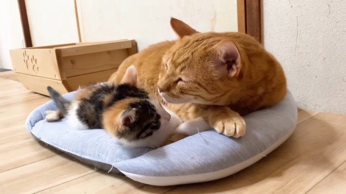 顔を近づけるうにくん