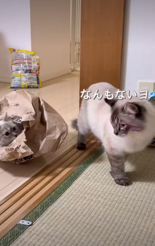 振り返る猫と見つめる猫