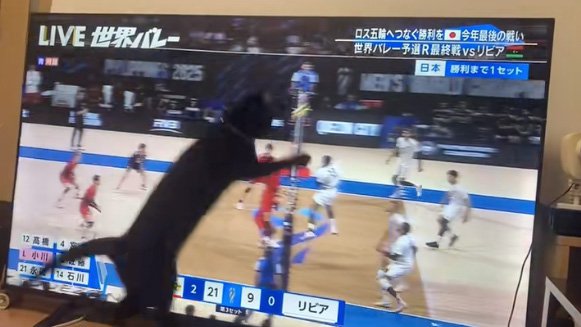 ブロック猫
