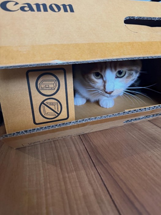 箱の中の猫