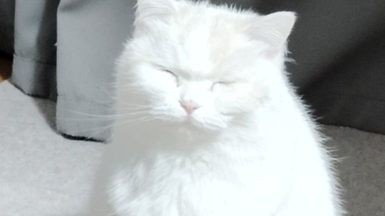目をつぶっている猫