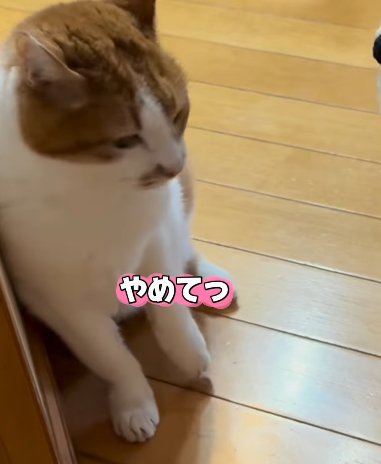 掴まれた前脚を振りほどく猫(やめてっ)