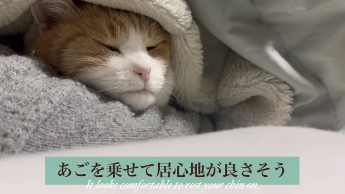 気持ち良さそうなミケ