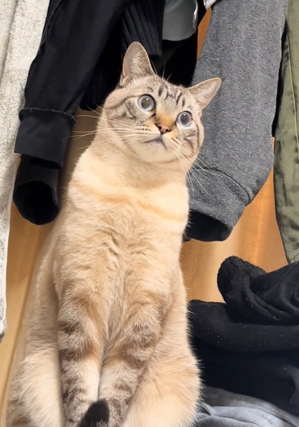 目を見開くしらすくん