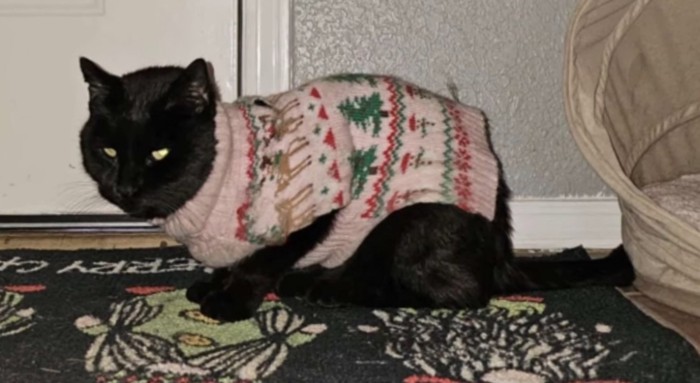 ドアの横に服を着た黒猫