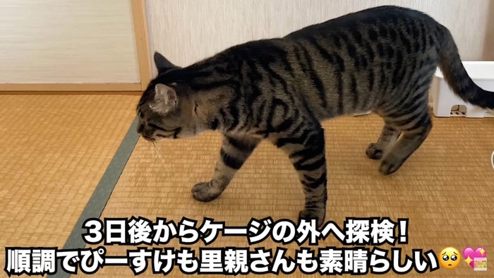 探索するぴーすけくん