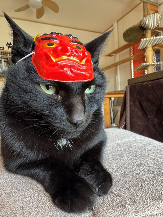 お面をつけた猫