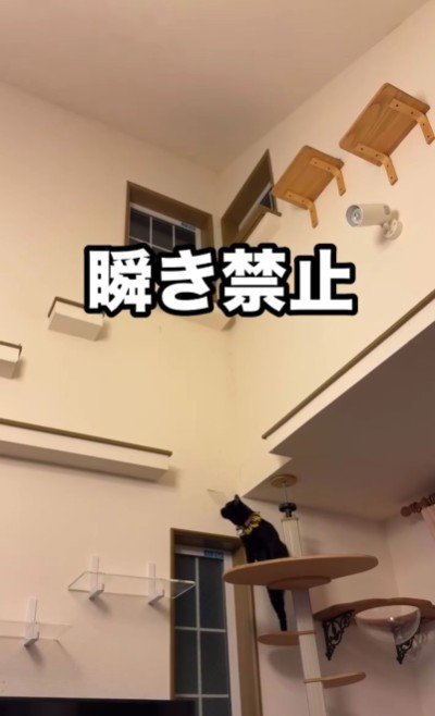 キャットウォークを走る猫