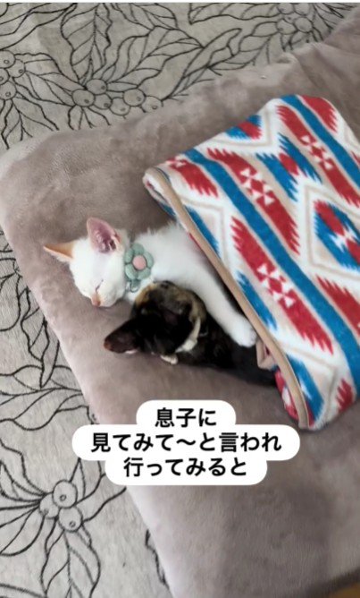 寝ている2匹の猫