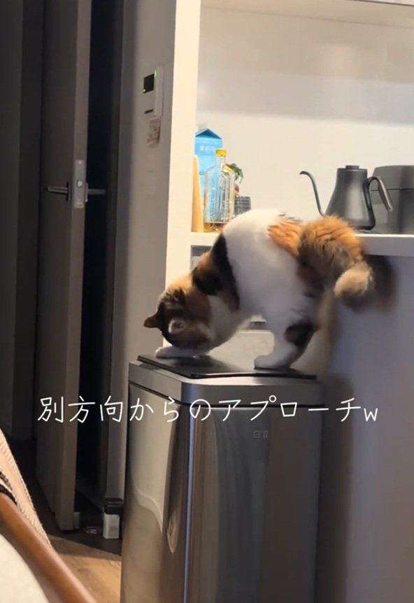 向きを変える猫