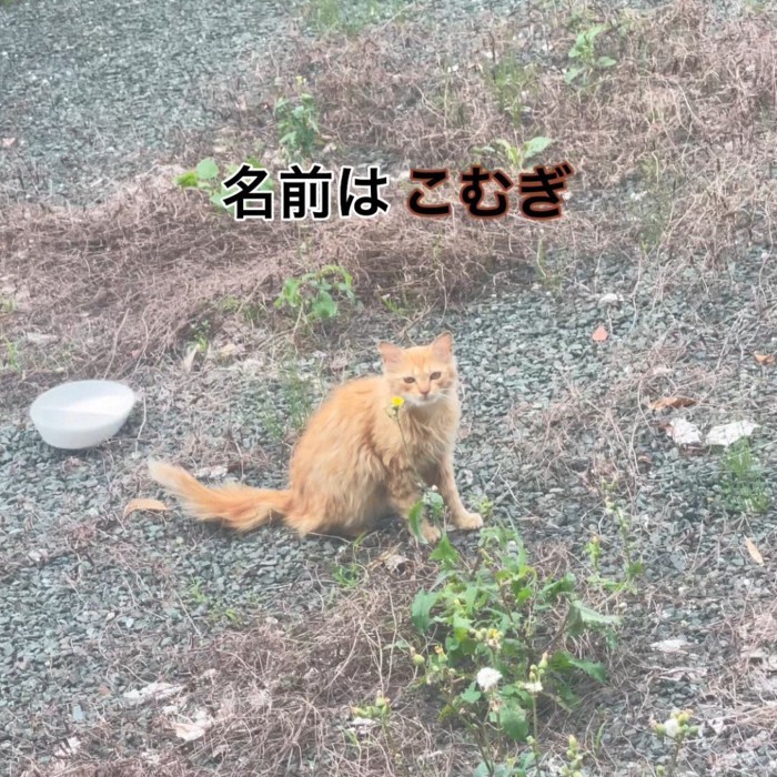 外で座る猫
