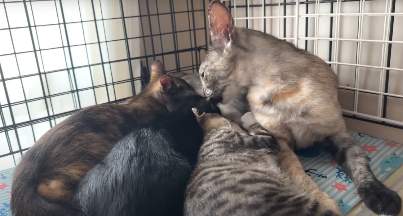 母猫の元で寝る子猫3匹
