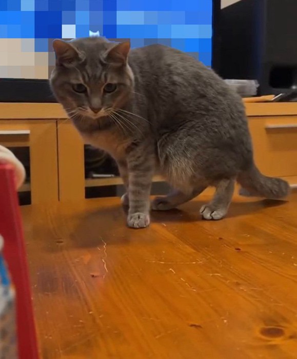 真剣な表情の猫