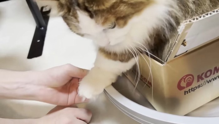 爪が引っかかった秀吉くん