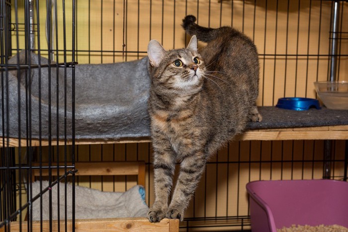 食事・トイレ・寝床が備わっているケージと猫