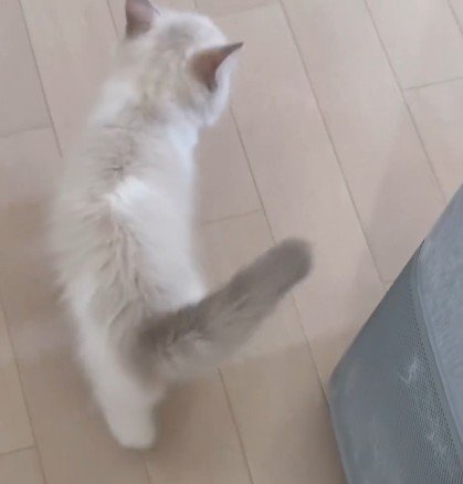 部屋の中を歩く猫