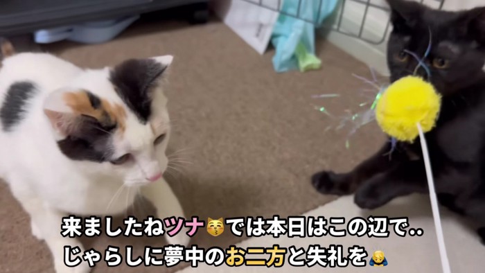 2匹の猫が猫じゃらしで遊んでいる