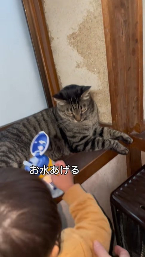 戸惑うちーすけくん