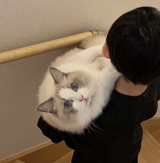 小さな男の子に抱き抱えられている猫