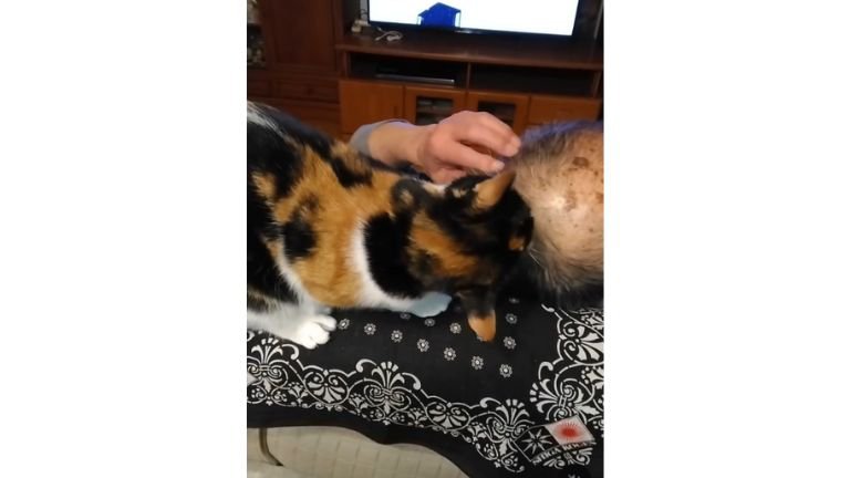 男性を舐める猫