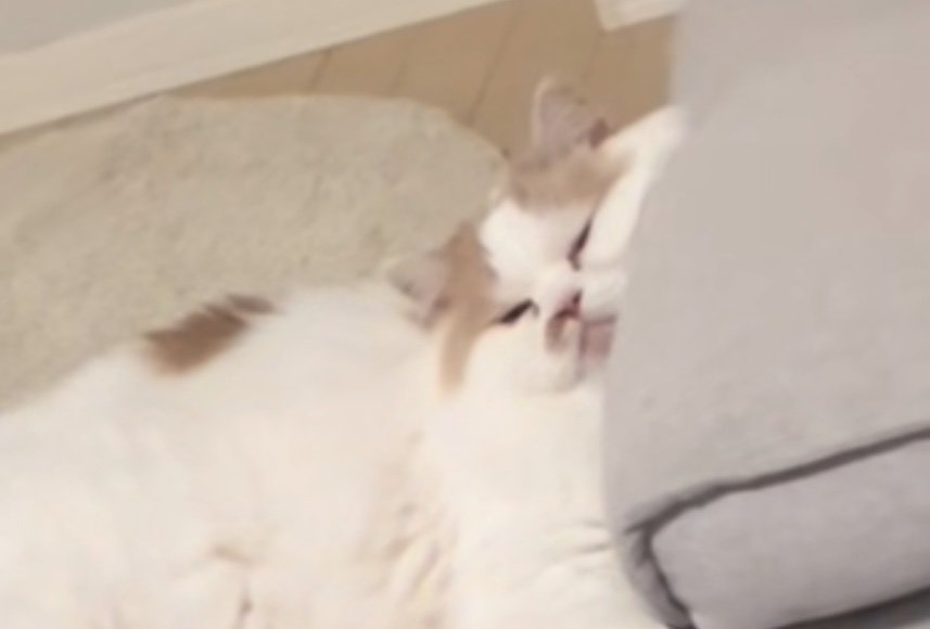 不機嫌な表情の猫