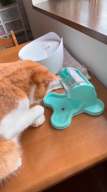 おもちゃから出てきたおやつを見つめる猫